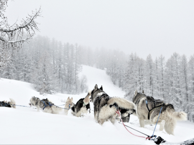 Chiens De Traineau Crevoux Alpes Mdi Duca 5