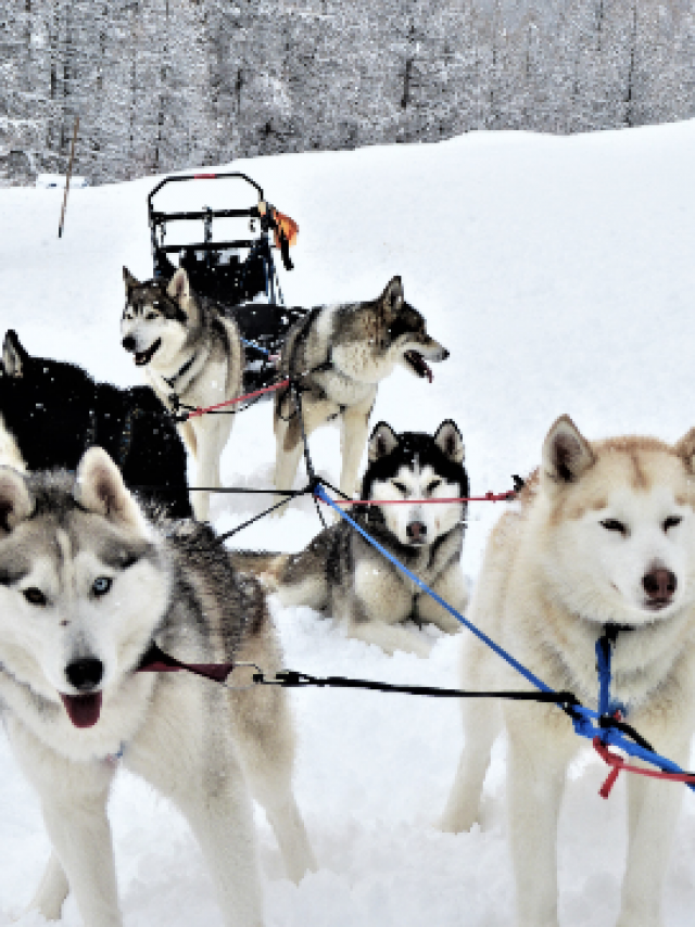 Chiens De Traineau Crevoux Alpes Mdi Duca 7