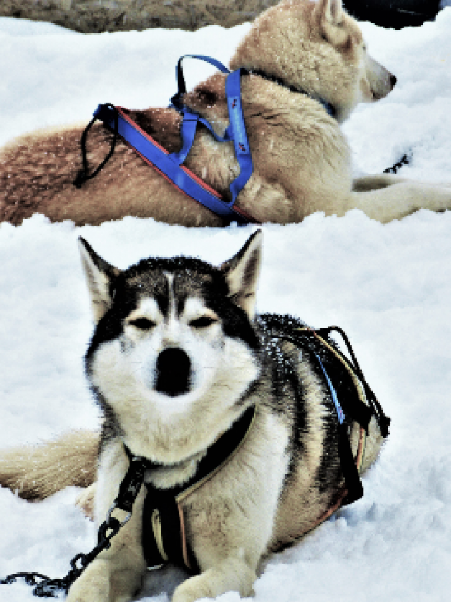 Chiens De Traineau Crevoux Alpes Mdi Duca 8