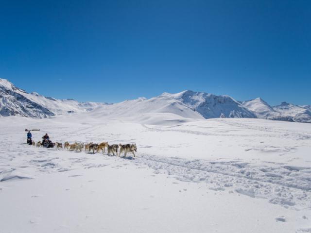 chiens-de-traineaux-alpes-gbaron.jpg