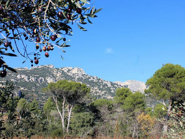 dentelles-monmirail-balade-provence-cchillio.jpg