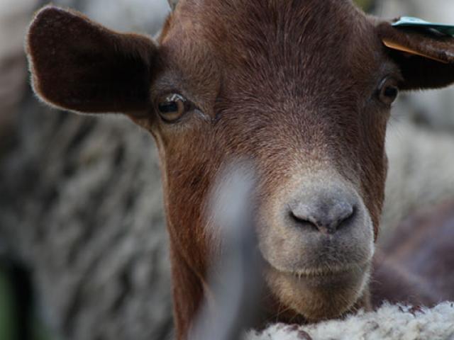 Close-up of a brown goat