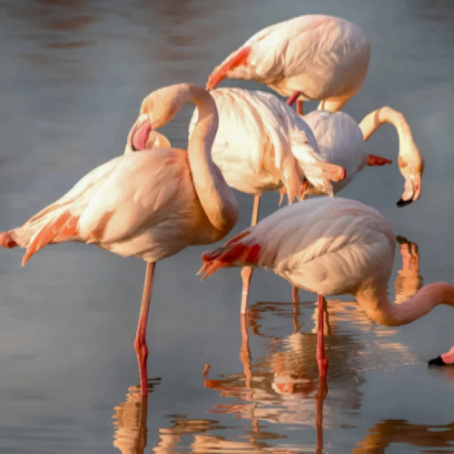 Flamants Roses A Mouton