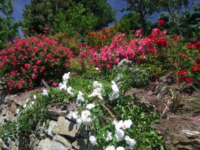 jardin-abbaye-valsaintes-association--athre.jpg