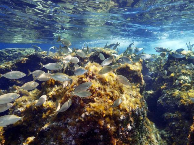 Launette Snorkelling Paca Min