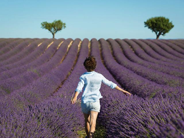 lavande-provence-nature-fecochard.jpg