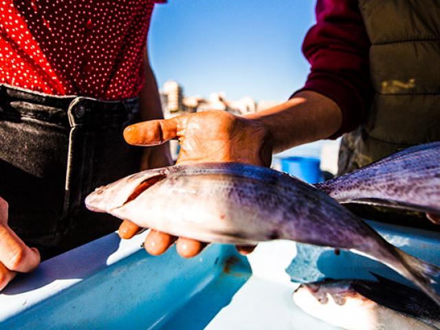 marche-poissons-marseille-frigal.jpg