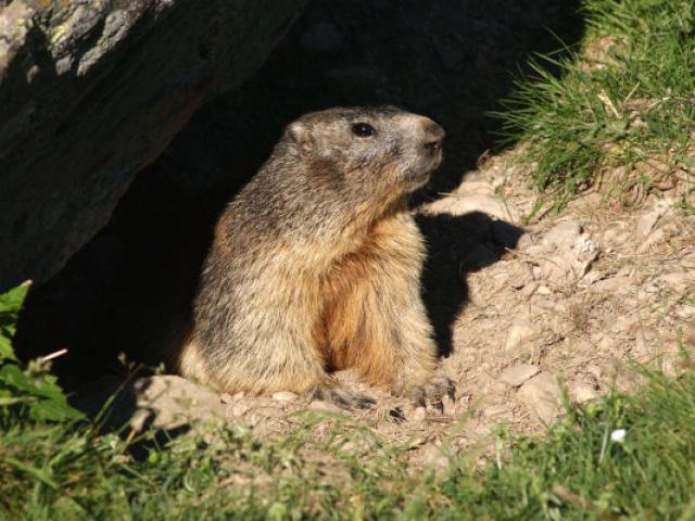 Marmotte Mercantour Alpes Georgesveran 2