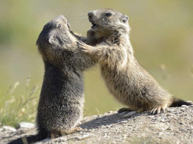 Marmottedesalpes Fauneetflore Montagne Mercantour Paca Jblanc