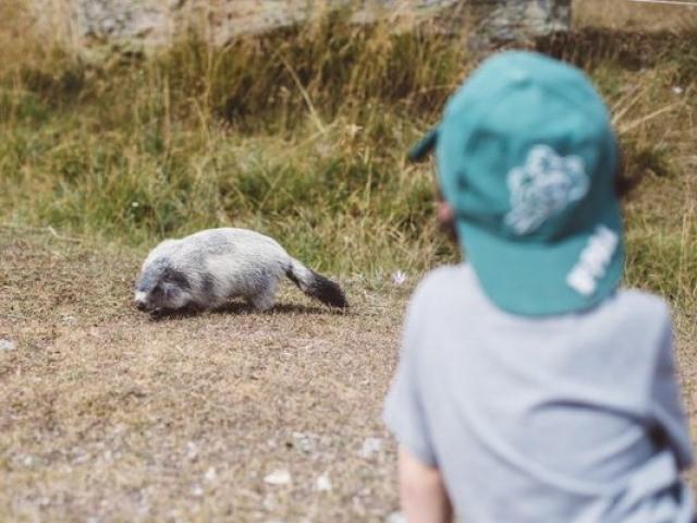 observation-marmottes-alpes-giacometti.jpg