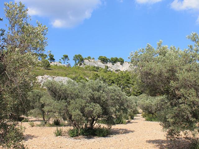 olivier-alpilles-provence-cchillio.jpg