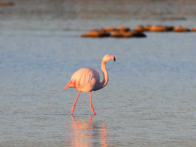 Parc Ornitho Flamant Rose Port Cros A Jerome Bonifacio