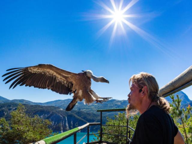 Parc animalier de Serre-Ponçon, vautour fauve, Gyps fulvus