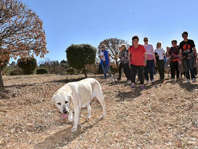 Recherche Truffe Vaucluse Sfelizat