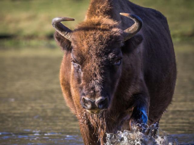 Reservemontsdazur Thorenc Bison Alpes 2