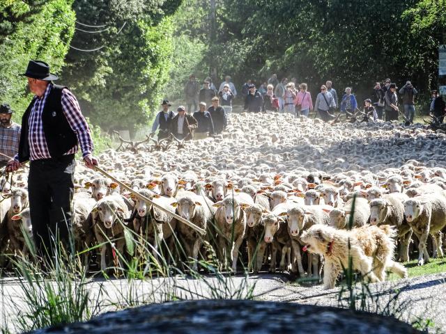 Transhumance Saint Remy De Provence Credit Eg 11 1 E1556030662260