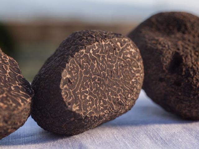 Truffe Noire Provence Pmarilly