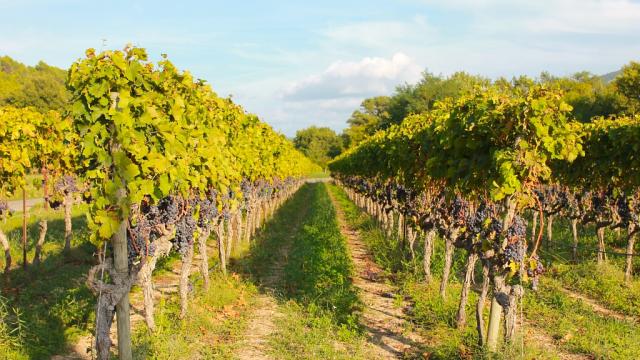 Vigne Luberon Paca Cchillio