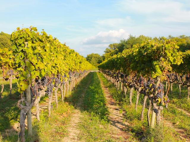 Vigne Luberon Paca Cchillio