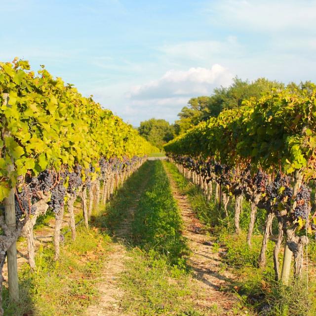 Vigne Luberon Paca Cchillio