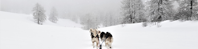 chiens-de-traineau-crevoux-alpes-mdi-duca-12.png