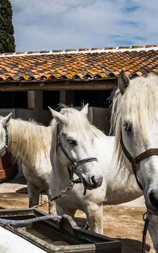 ecuries-chevaux-camargue-auberge-cavaliere-du-pont-des-bannes-mledieu.jpg