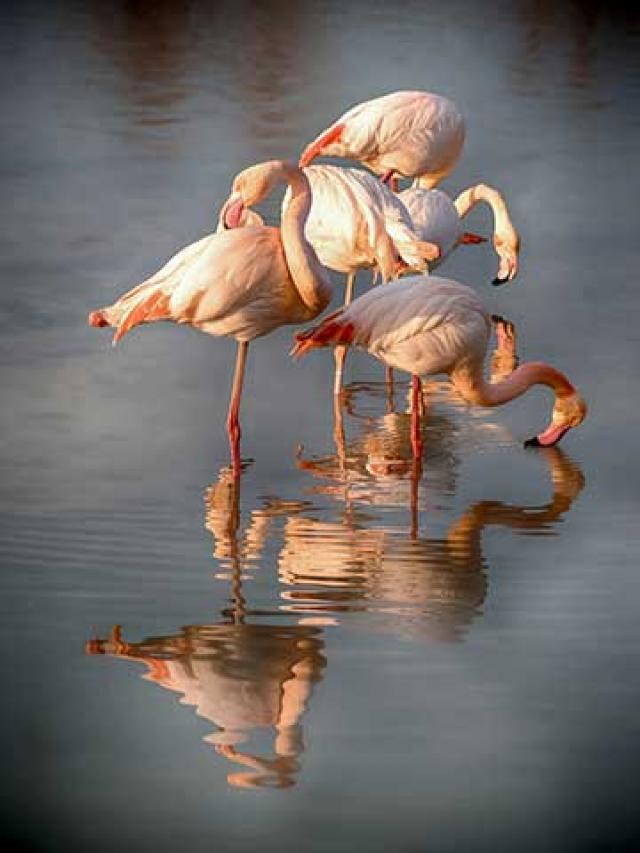 Itineraire Viarhona Etang Camargue Amouton