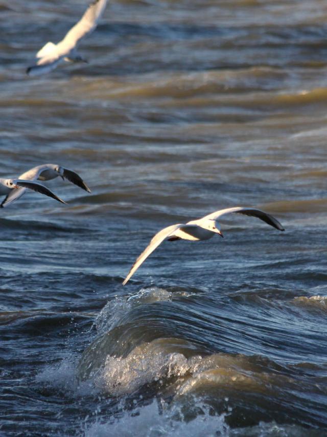 parc-ornithologique-camargue-paca-vinzi-vevrard.jpg