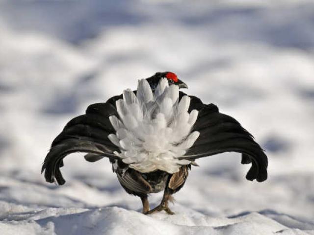 parc-ornithologique-tetars-lyre-jblanc-parc-national-du-mercantour-1.jpg