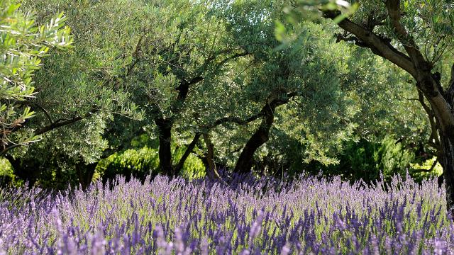 parcs-naturels-regionaux-mas-de-loulivie.jpg