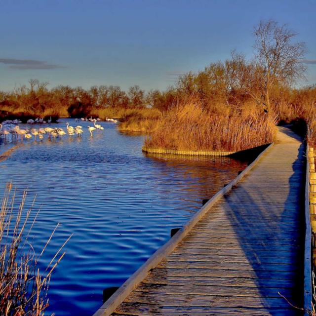 sites-naturels-etangs-camargue-paca-amouton.jpg