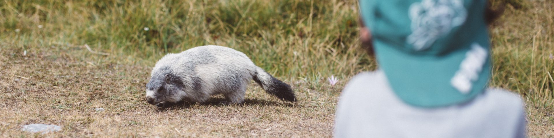 Enfant Marmotte Crt Paca