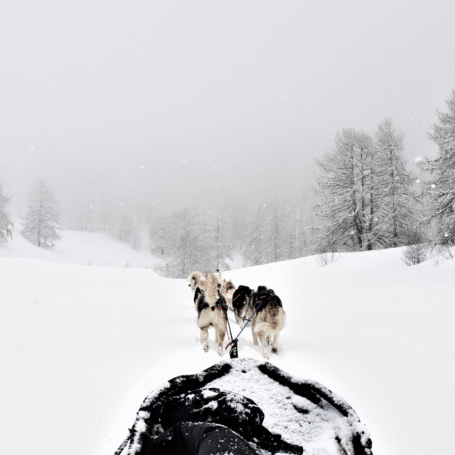 chiens-de-traineau-crevoux-alpes-mdi-duca-11.png