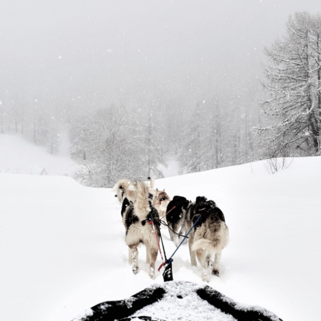 Chiens De Traineau Crevoux Alpes Mdi Duca 12 1