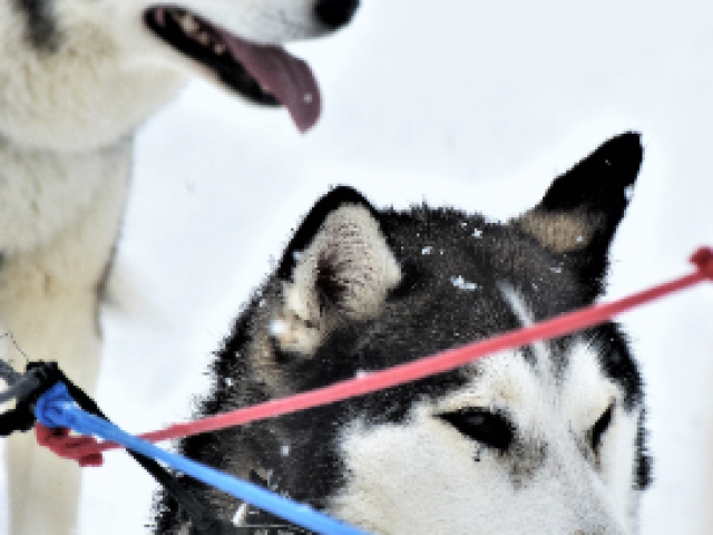 Chiens De Traineau Crevoux Alpes Mdi Duca 2