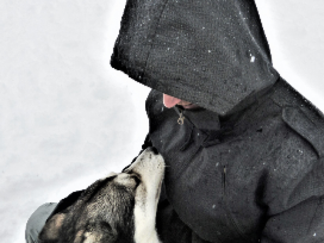 Chiens De Traineau Crevoux Alpes Mdi Duca 9