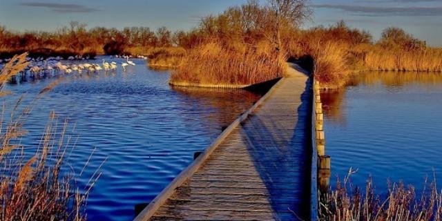 Ecotourisme Etangs Camargue Paca Amouton