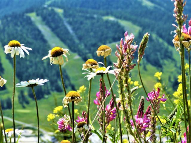 Fleurs Ristolas Alpes Mdiduca