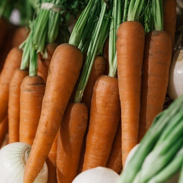 Gros plan sur des carottes