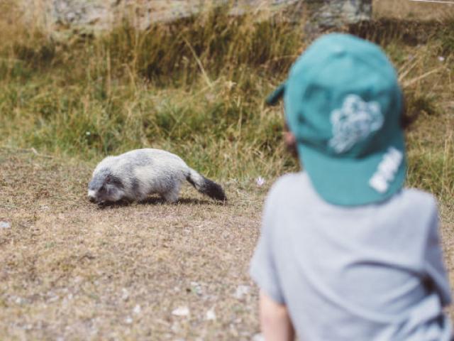 Marmotte Cervieres Alpes Tgiacometti