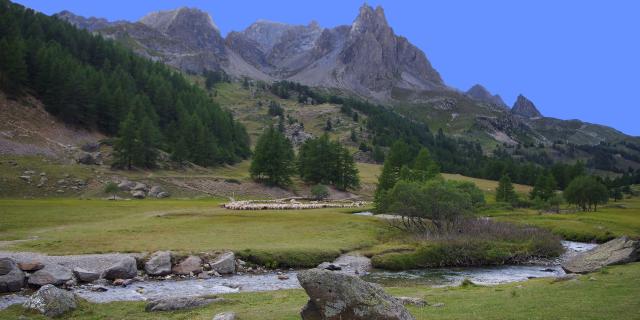 moutons-val-des-pres-alpes-amouton-1.jpg