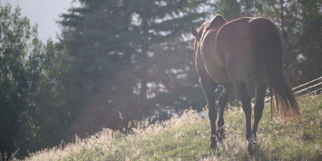 Route Napoleon A Cheval Provencealpescotedazur Pixabay