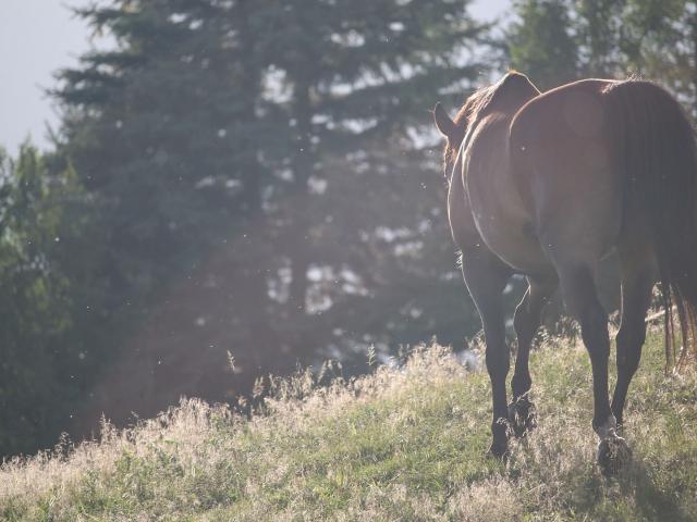 Route Napoleon A Cheval Provencealpescotedazur Pixabay