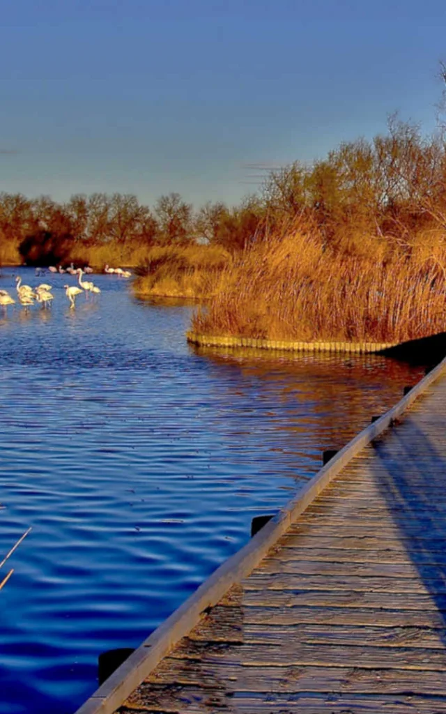 Camargue