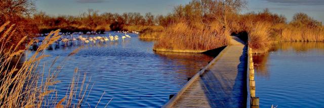 Camargue