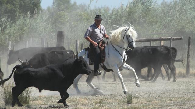 camarguevisitecheval-championnat-defrancedemontecam-paca-geaorgesvlassis.jpg