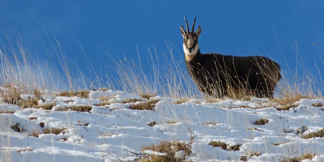 Chamois