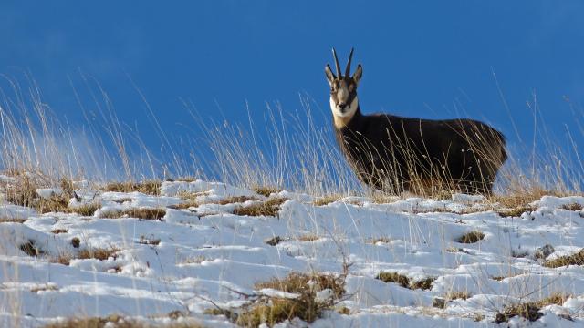 circuit-chamois-mercantour-paca-pnm-lmalthieux.jpg