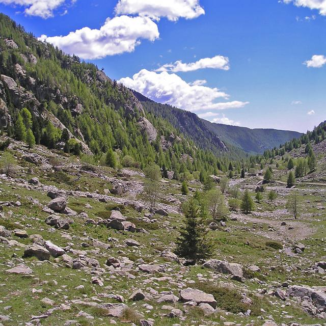 La Gordolasque est un torrent prenant sa source dans le lac de la Fous (2 210 m), en contrebas du refuge de la Federation francaise des clubs alpins et de montagne de Nice. Le lac de la Fous est alimente par les lacs : Long, du Mont Clapier, et Nire. Avant d'atteindre les premieres habitations, ce sont les eaux du lac Autier qui viendront alimenter la Gordolasque, sous les cimes de l'Estrech. D'une longueur de 18.7 Km, il passe au beau milieu de deux hameaux, Les Clots et Saint-Gratien. Le torrent passe a proximite de Belvedere avant de se jeter dans la Vesubie.Le lac de la Fous est exploite par EDF ; une conduite d'eau forcee part de l'ouvrage de retenue pour alimenter la turbine de la centrale au Countet, qui alimente la commune de Belvedere (1 613 m).Les lieux etant en partie contenus dans le perimetre du Parc national du Mercantour, la vallee est parfaitement conservee a l'etat naturel. Un des atouts de Belvedere, reside dans le fait d'etre la deuxieme porte d'acces vers la Parc, avec un acces privilegie sur la vallee des Merveilles.A quelques pas du terminus routier, on trouve un abri de berger en pierres seches. Dans les annees 1960, il a servi au tournage de la saison 1 de Belle et Sebastien, ou il est appele le refuge du Grand Baou. Le Grand Baou et la Demoiselle sont en realite les cimes de l'Estrech, visibles en haut a droite du cliche ci-contre.Au printemps 2009, Jean-Francois Amiguet a tourne un long metrage, Sauvage, avec Jean-Luc Bideau et Clementine Beaugrand. Ce film est egalement tourne aux alentours de l'abri en pierres seches. Il sortira a l'automne 2010.Au fil du temps laisse a l'abandon, l'abri accusait de nombreuses degradations d'origine naturelle (neige, vent...). La communaute de Belvedere a entierement fait renover le site, l'enjeu etant purement patrimonial. La vallee de la Gordolasque est une vallee glaciaire, affluent de la Vesubie et situee au dessus du village de BelvedereElle est bordee au Nord par la crete frontiere avec l'Italie et ses 3000m, a l'Est par la vallee des Merveilles et a l'Ouest par la vallee de la Madone des Fenestres.Source : Wikipedia.02185_LE COUNTET_FGUI.tif