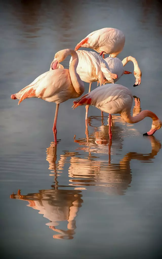 ecotourisme-flamants-camargue-paca-amouton.jpg